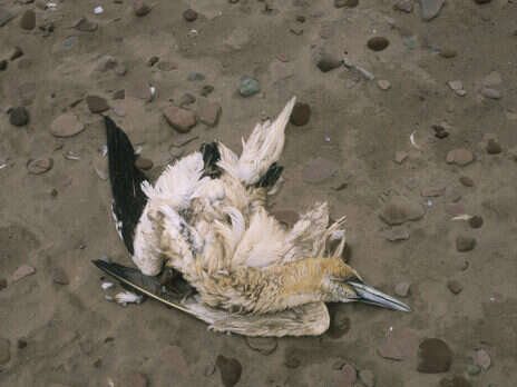 Dead birds falling from the sky is a bad omen for humanity